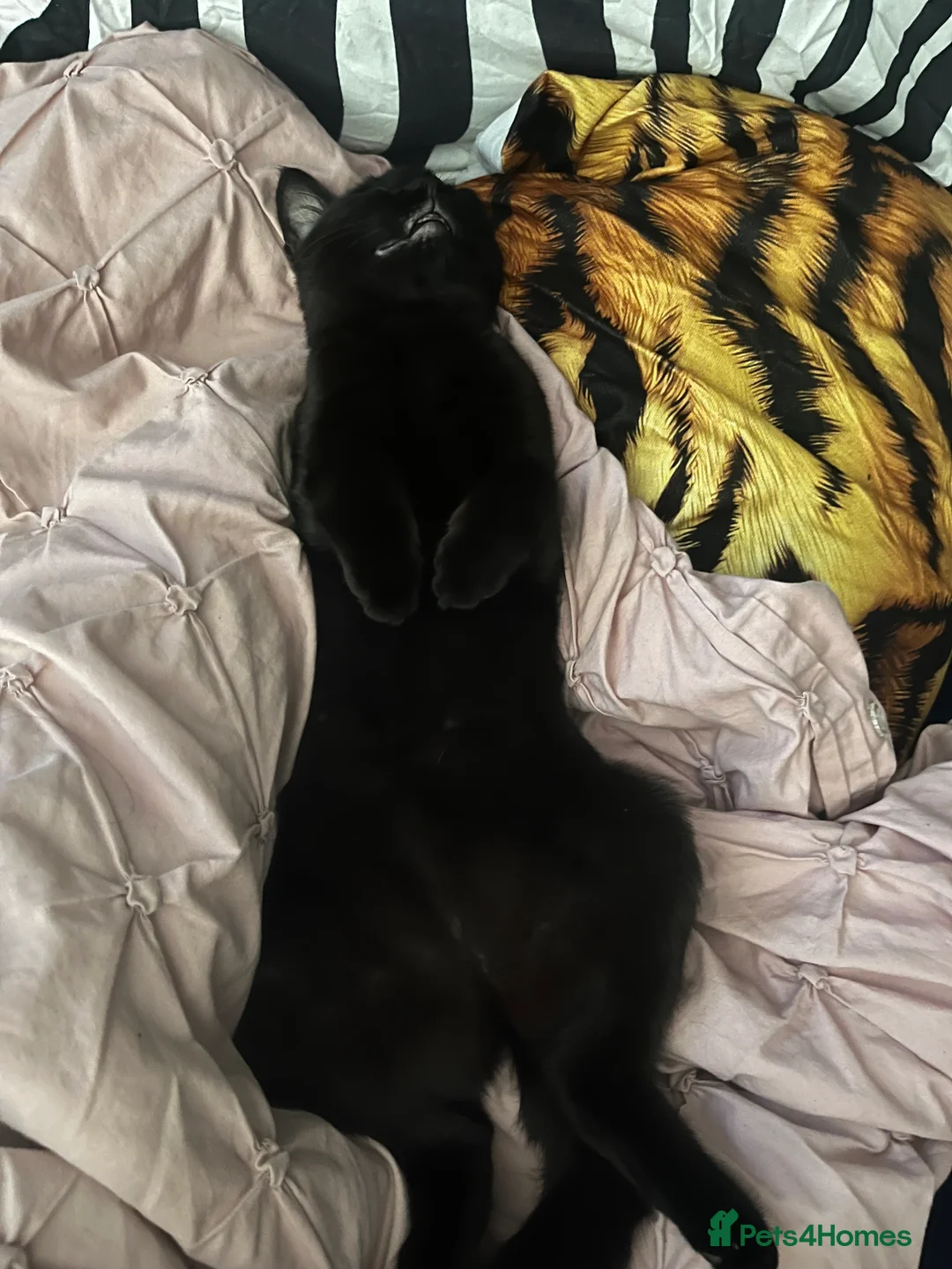 Mixed Breed cats for sale: Female cat  - Advert 8