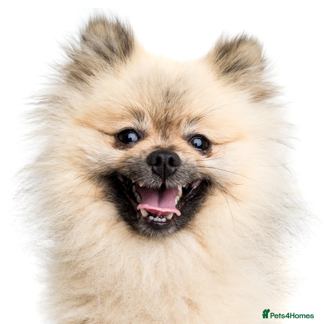 Pomeranian dogs for stud: Pomeranian *STUD*  - Advert 1