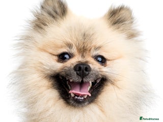 Pomeranian dogs Pomeranian *STUD* - Advert 1