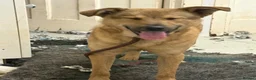 Mixed Breed dogs for adoption: Toffee - Norwich Norfolk  in Norwich - Advert 34