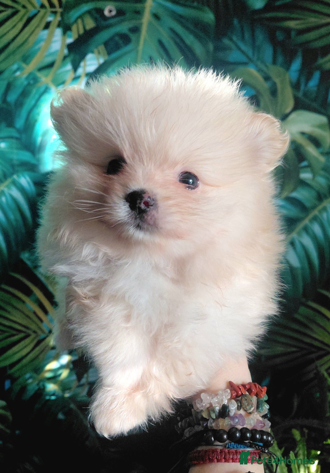 Pomeranian dogs for sale: Pomeranian puppies  - Advert 18