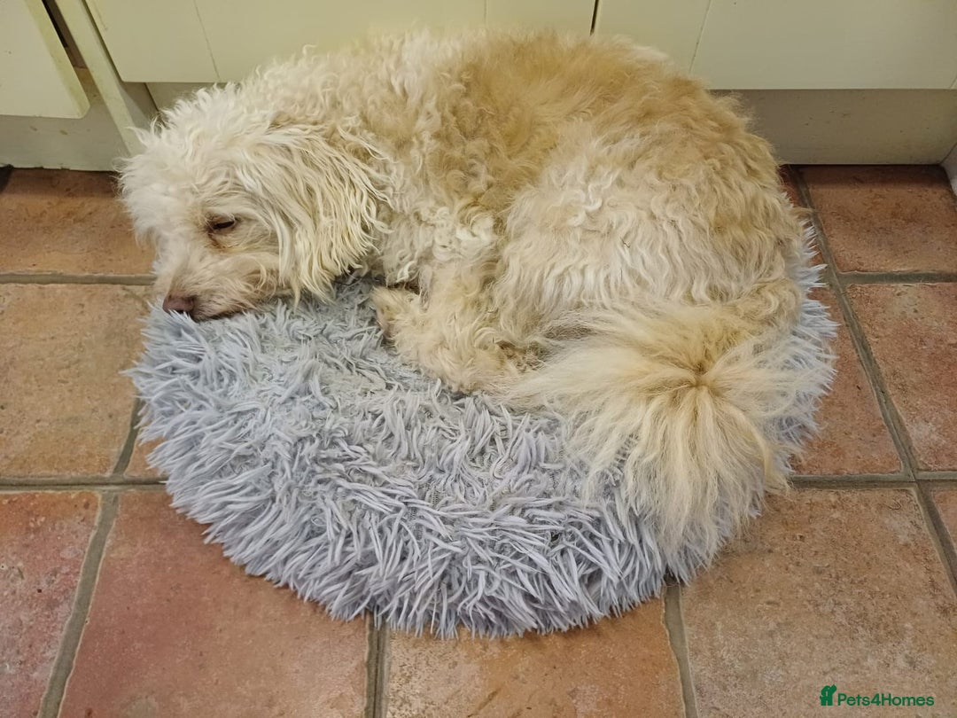 Mixed Breed dogs for adoption: A Sensitive Soul Looking for His Safe, Loving Home - Advert 14