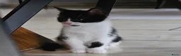 Mixed Breed cats for sale: BATMAN Kitten! Ready to go!  - Advert 1