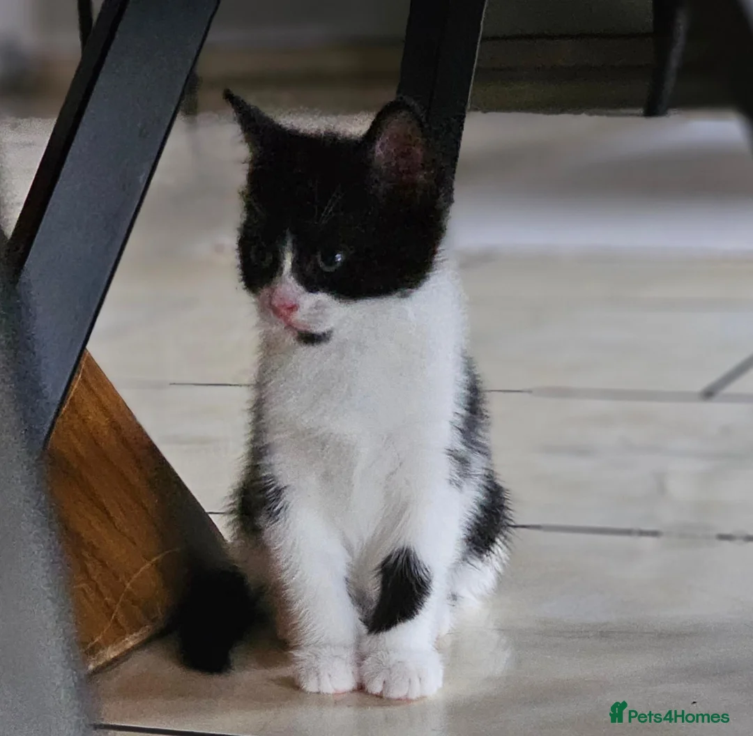 Mixed Breed cats for sale: BATMAN Kitten! Ready to go!  - Advert 1