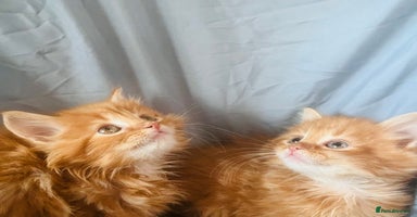 Mixed Breed cats - Advert 3