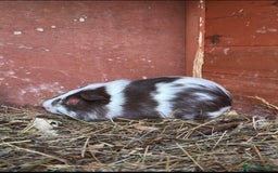 Guinea Pig rodents for sale: Bonded pair of boars - Image 2