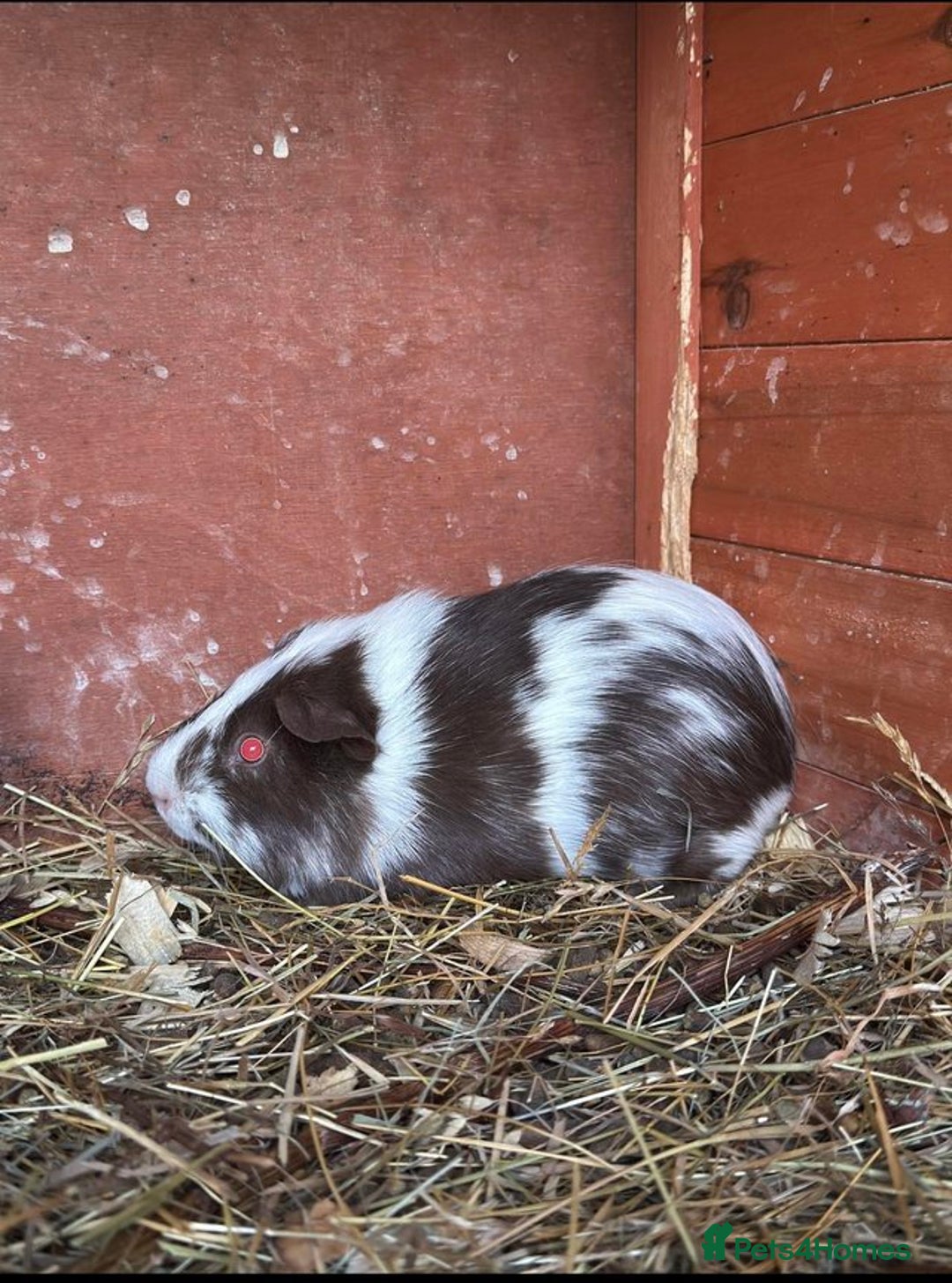 Guinea Pig rodents for sale: Bonded pair of boars - Image 2