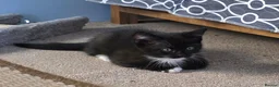 Mixed Breed cats for sale: A Fairytale Romance - Advert 8
