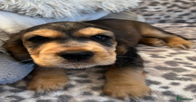 Cocker Spaniel dogs - Advert 16