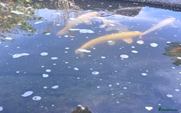 Koi Carp fish for sale: Variety of koi fish size from 35cm to 45 - Advert 5