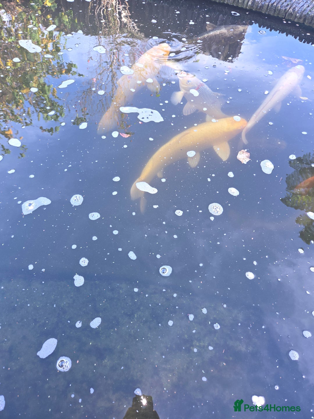 Koi Carp fish for sale: Variety of koi fish size from 35cm to 45 - Advert 5