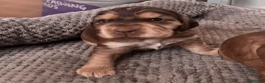 Cocker Spaniel 4