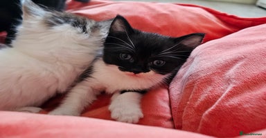 Mixed Breed cats - Advert 5