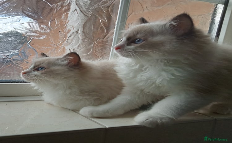Ragdoll cats - Advert 3