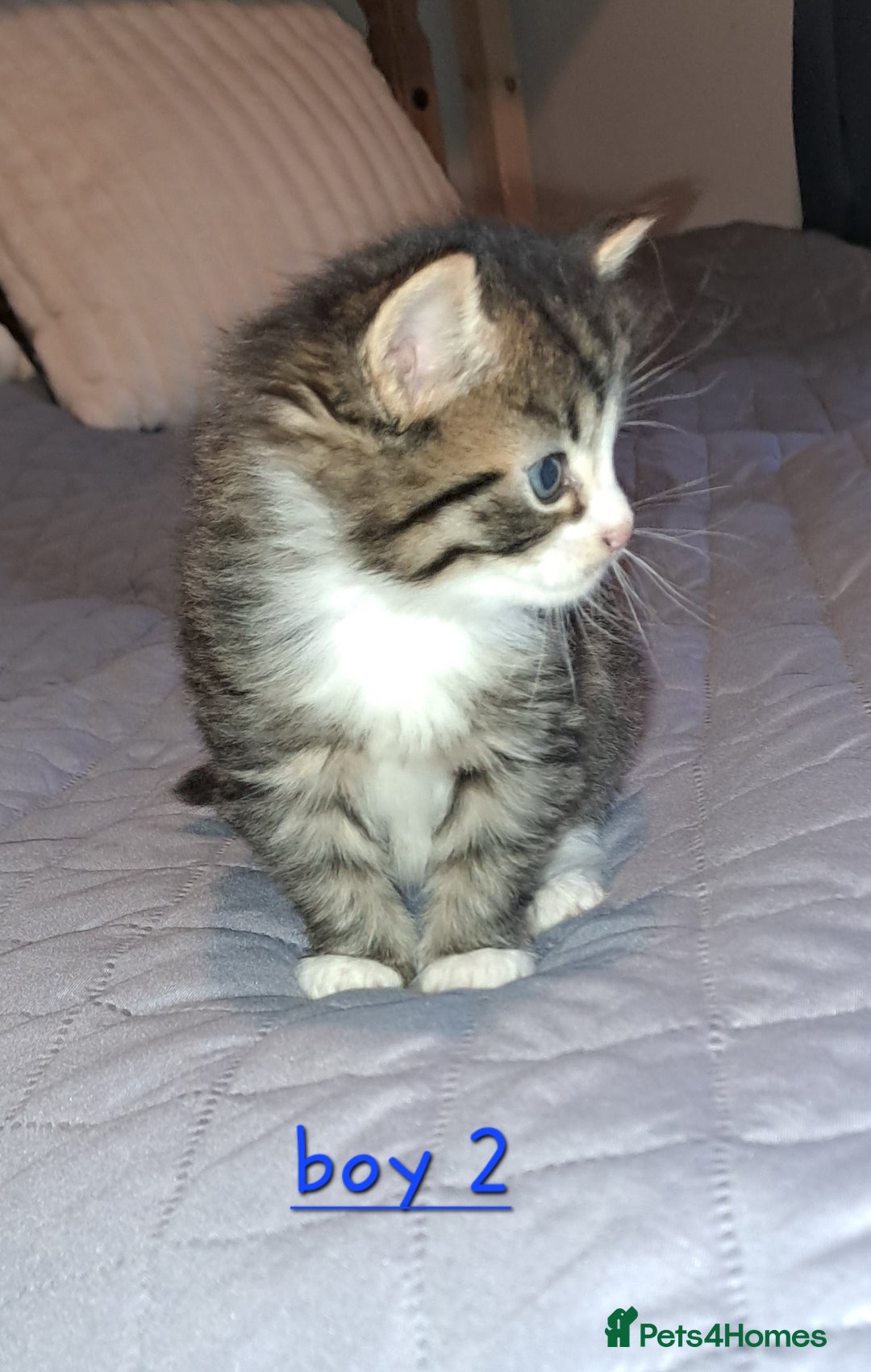 Domestic Shorthair cats for sale: 5 gorgeous kittens for sale  - Advert 37