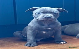Staffordshire Bull Terrier dogs for sale: 🐾 Beautiful KC Fully Vaccinated Girl Available 🐾 in Peterborough - Image 22
