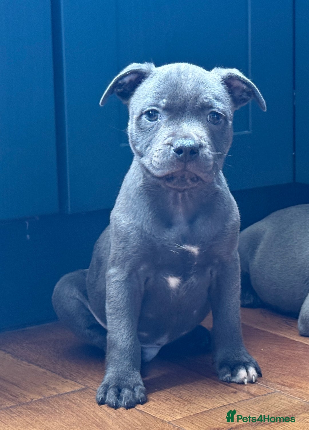 Staffordshire Bull Terrier dogs for sale: 🐾 Beautiful KC Fully Vaccinated Girl Available 🐾 in Peterborough - Image 22