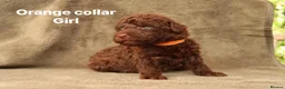 Labradoodle dogs for sale: Labradoodles Miniature/Midi Puppies Muliti Gen  - Advert 17