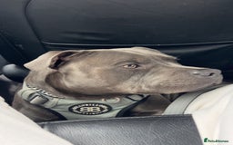 Staffordshire Bull Terrier dogs for stud: Blue staffy  - Image 3