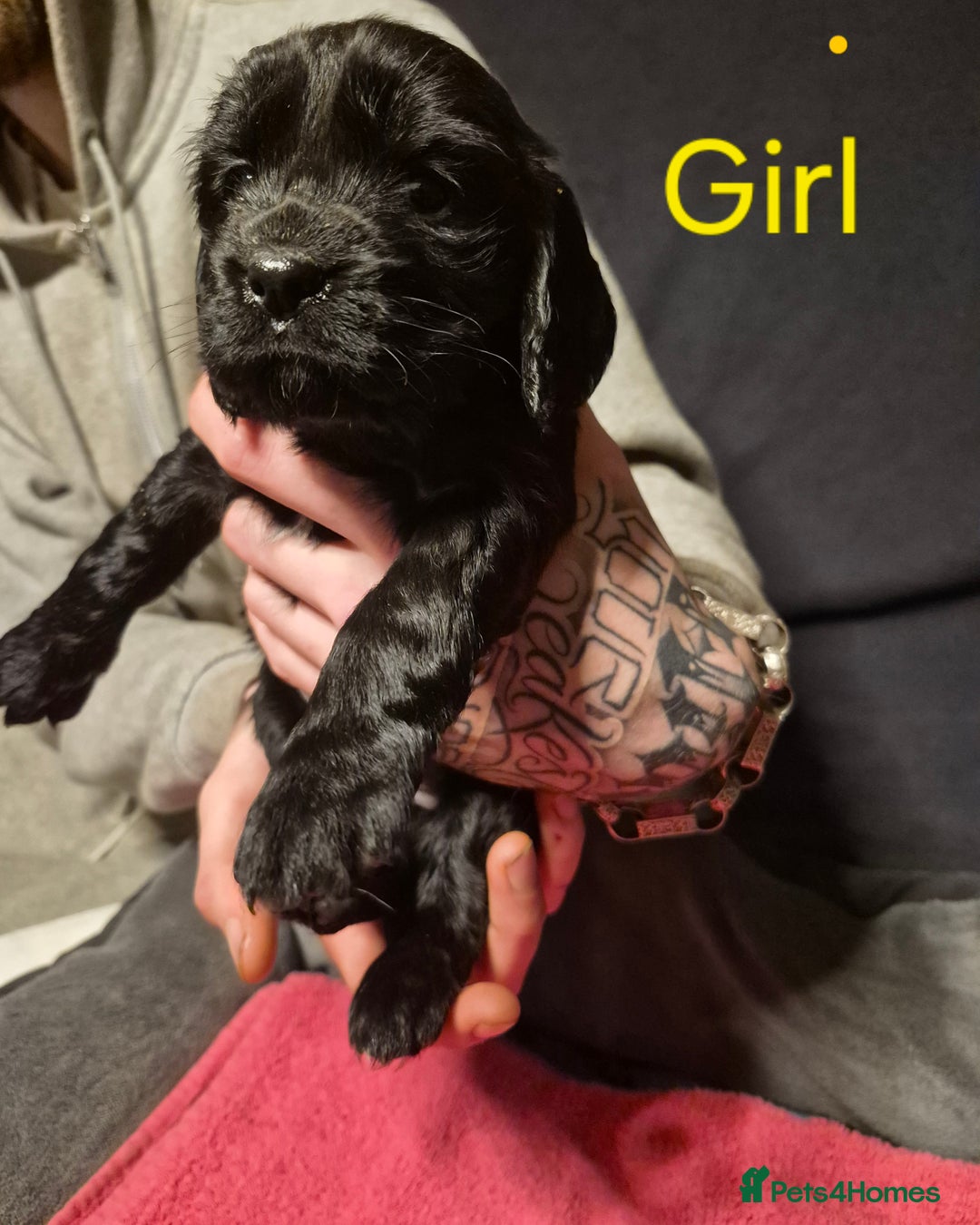 Mixed Breed dogs for sale: Sproker spaniel cross Cavalier King Charles  - Advert 10