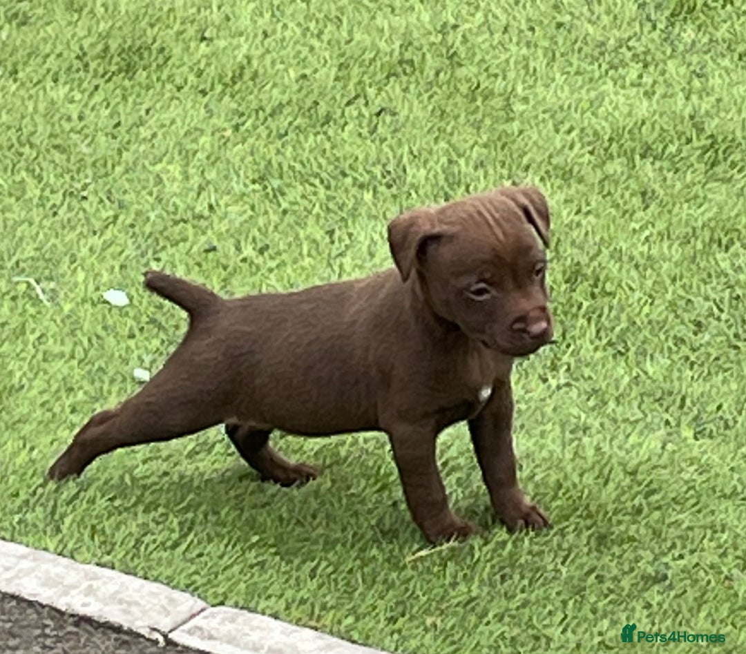 Patterdale Terrier dogs for sale: Patterdale dog - Image 7