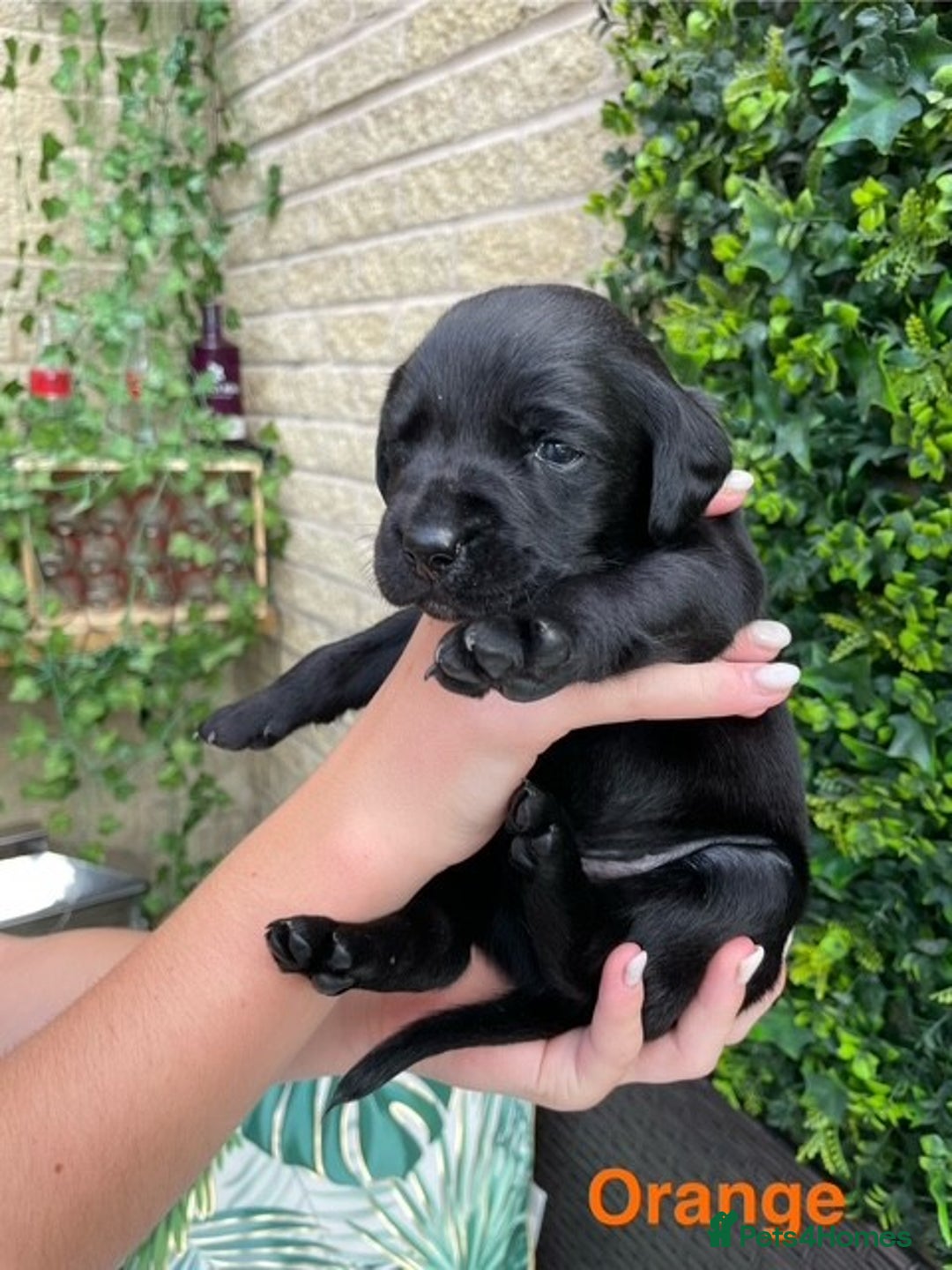 Labrador Retriever dogs for sale: Gorgeous Labrador Puppies for Sale  - Image 7