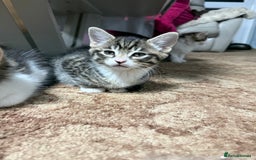 Mixed Breed cats for sale: 🐾 Free Kittens Looking for Loving Homes 🐾 - Image 7