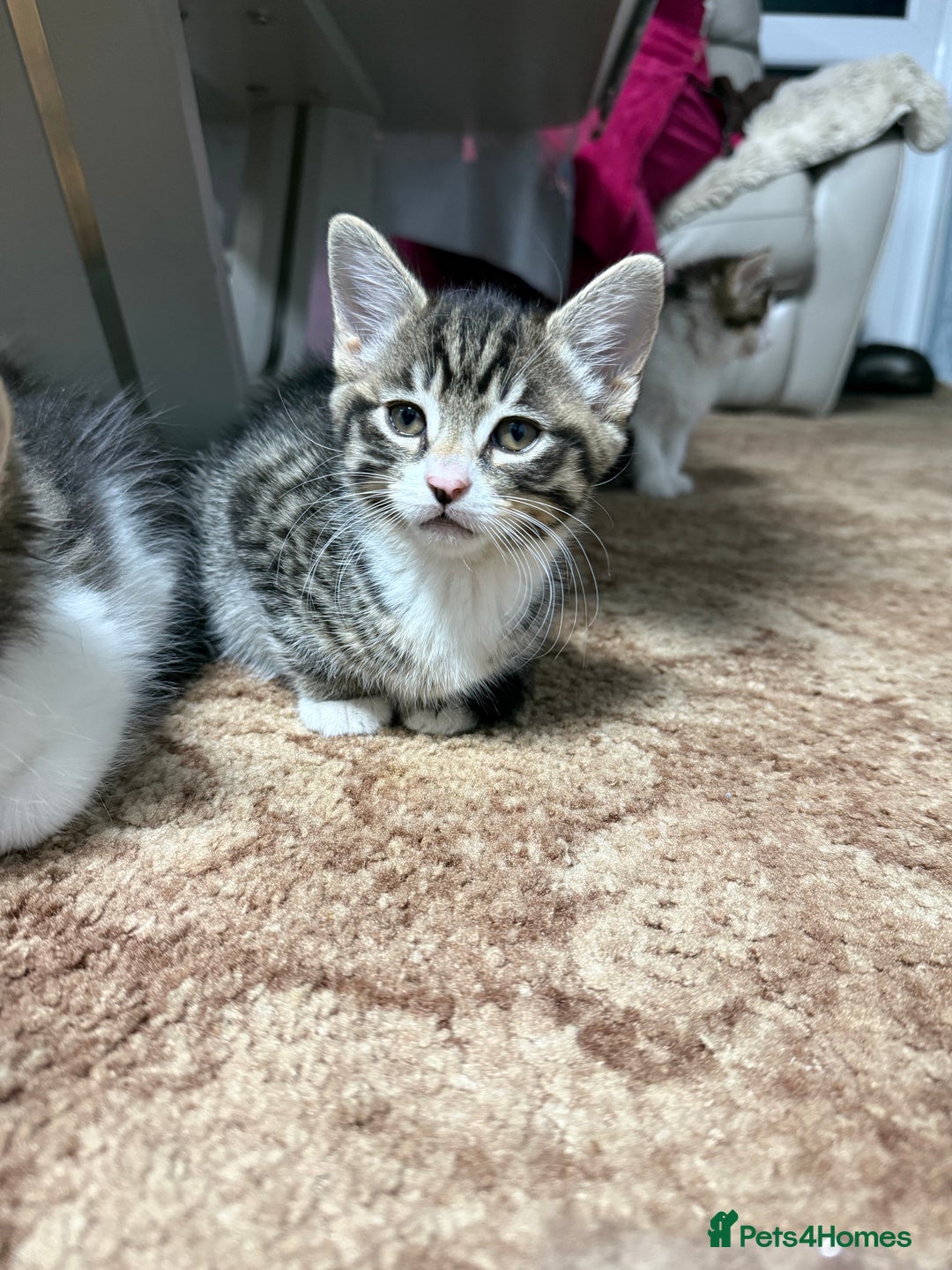 Mixed Breed cats for sale: 🐾 Free Kittens Looking for Loving Homes 🐾 - Image 7