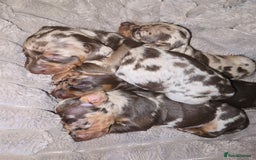 Miniature Dachshund dogs for sale: Dapple miniature dachshund - Image 17