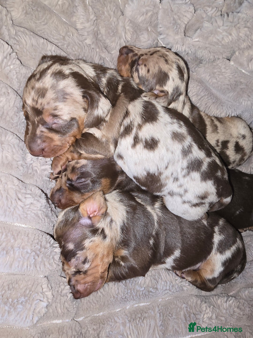 Miniature Dachshund dogs for sale: Dapple miniature dachshund - Image 17