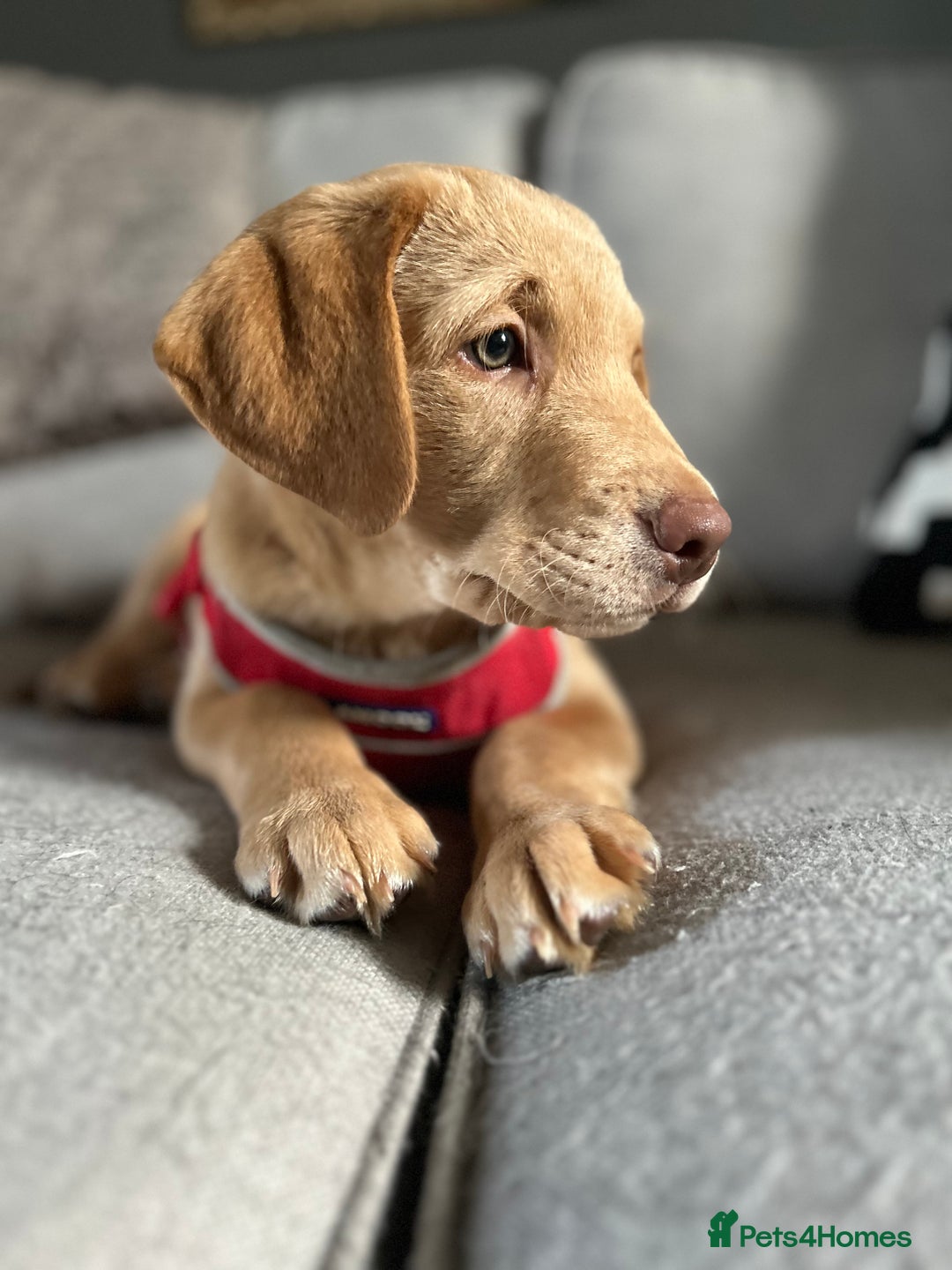 Labrador Retriever dogs for sale: PUPPY BOY LOOKING FOR FOREVER HOME   - Advert 21