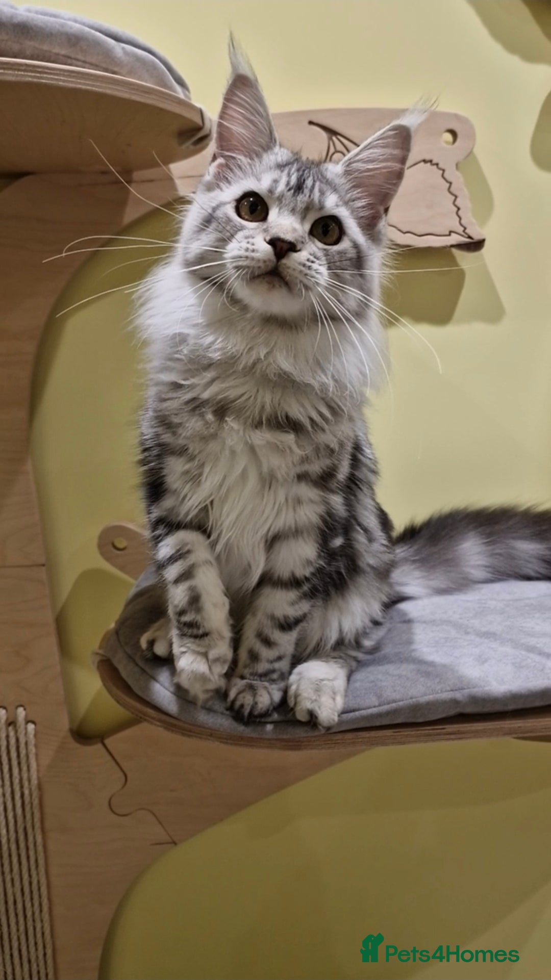 Maine Coon cats for sale: 🌟Exceptional Purebred Maine Coon girls🌟 - Advert 10