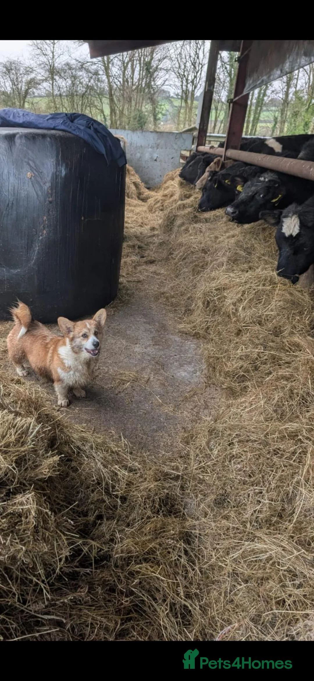 Welsh Corgi Pembroke dogs for sale: 9 ADORABLE CORGIS🐾💖💙DNA HEALTH TESTED PARENTS🧬 - Advert 22