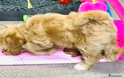Cavapoo dogs for sale: 🩷F1b CAVAPOO GIRLS~ READY FOR NEW HOMES 🩷 - Image 10