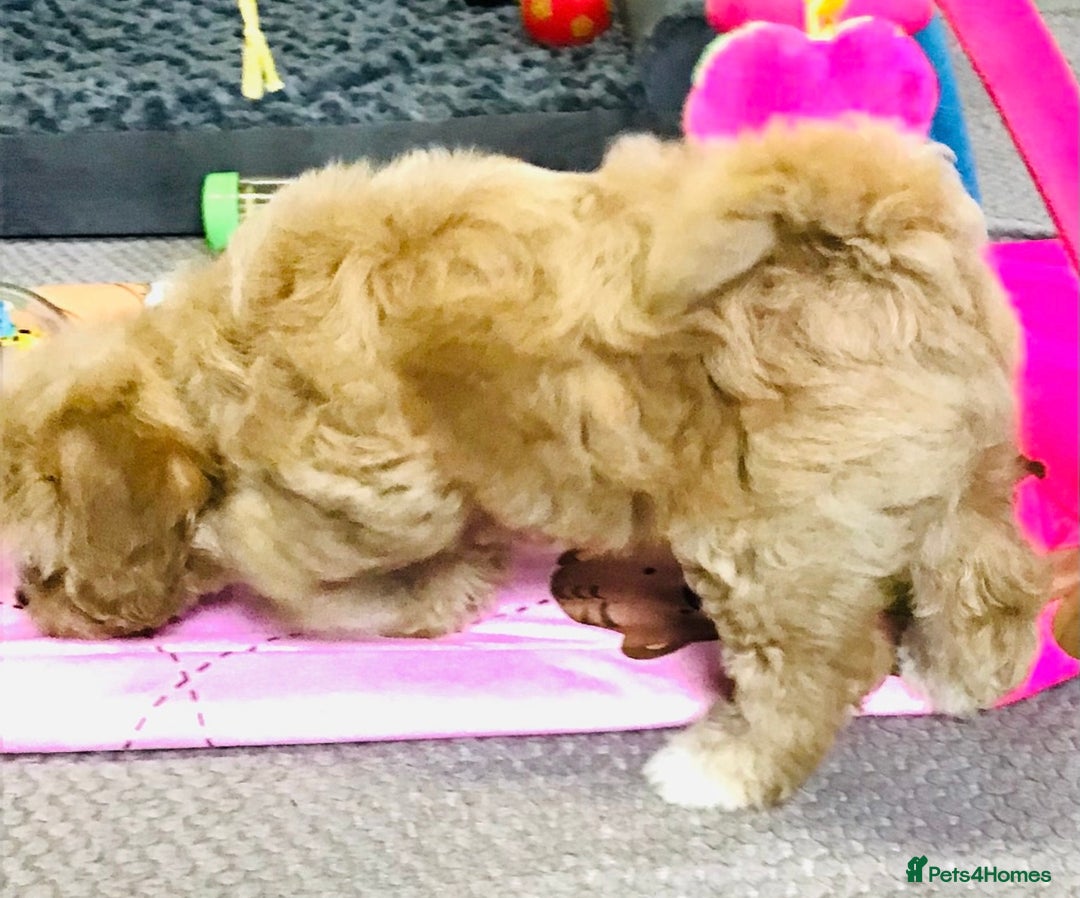 Cavapoo dogs for sale: 🩷F1b CAVAPOO GIRLS~ READY FOR NEW HOMES 🩷 - Image 10