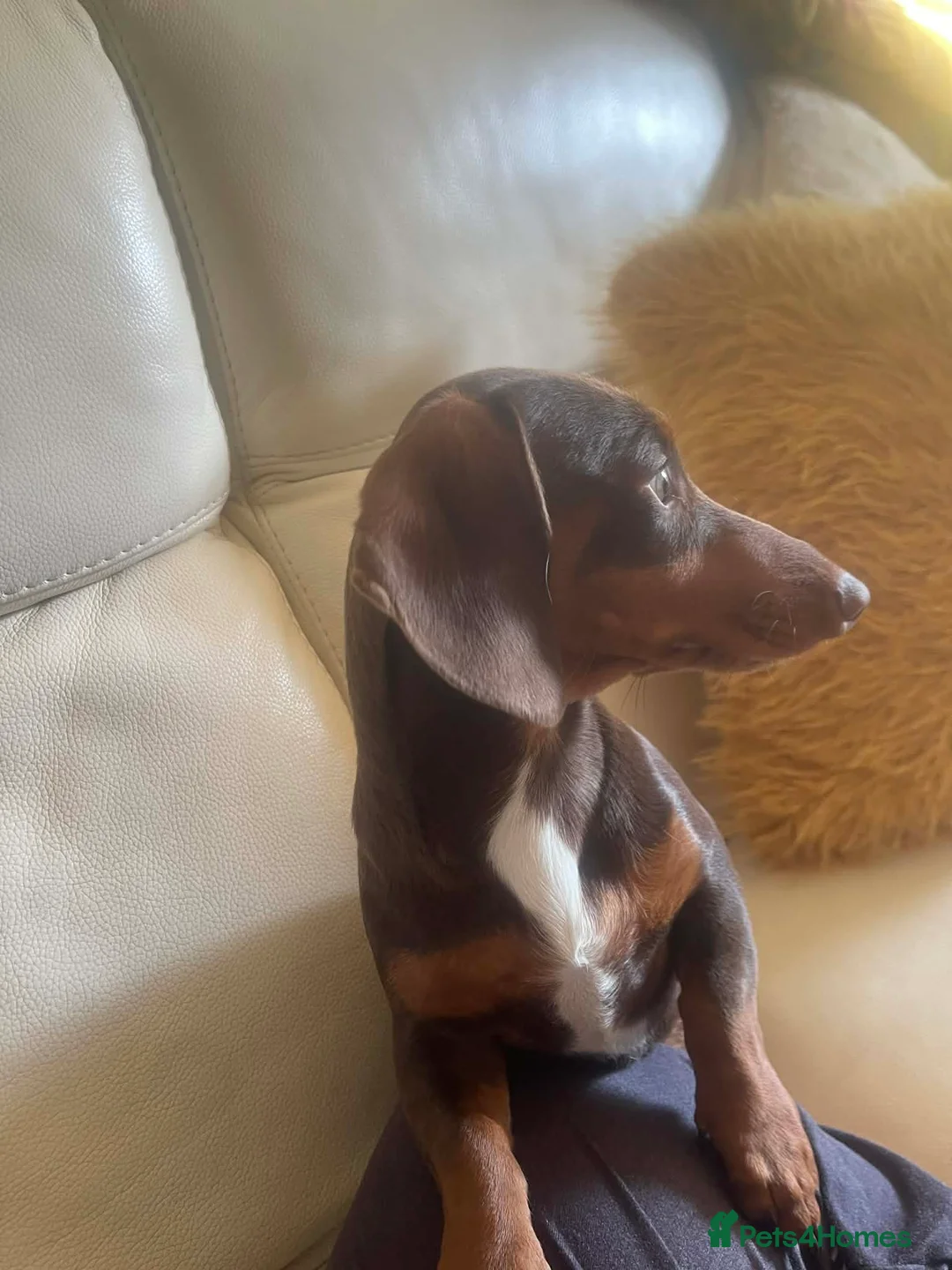 Miniature Dachshund dogs for sale: Chocolate and tan miniature dachshund  - Advert 2
