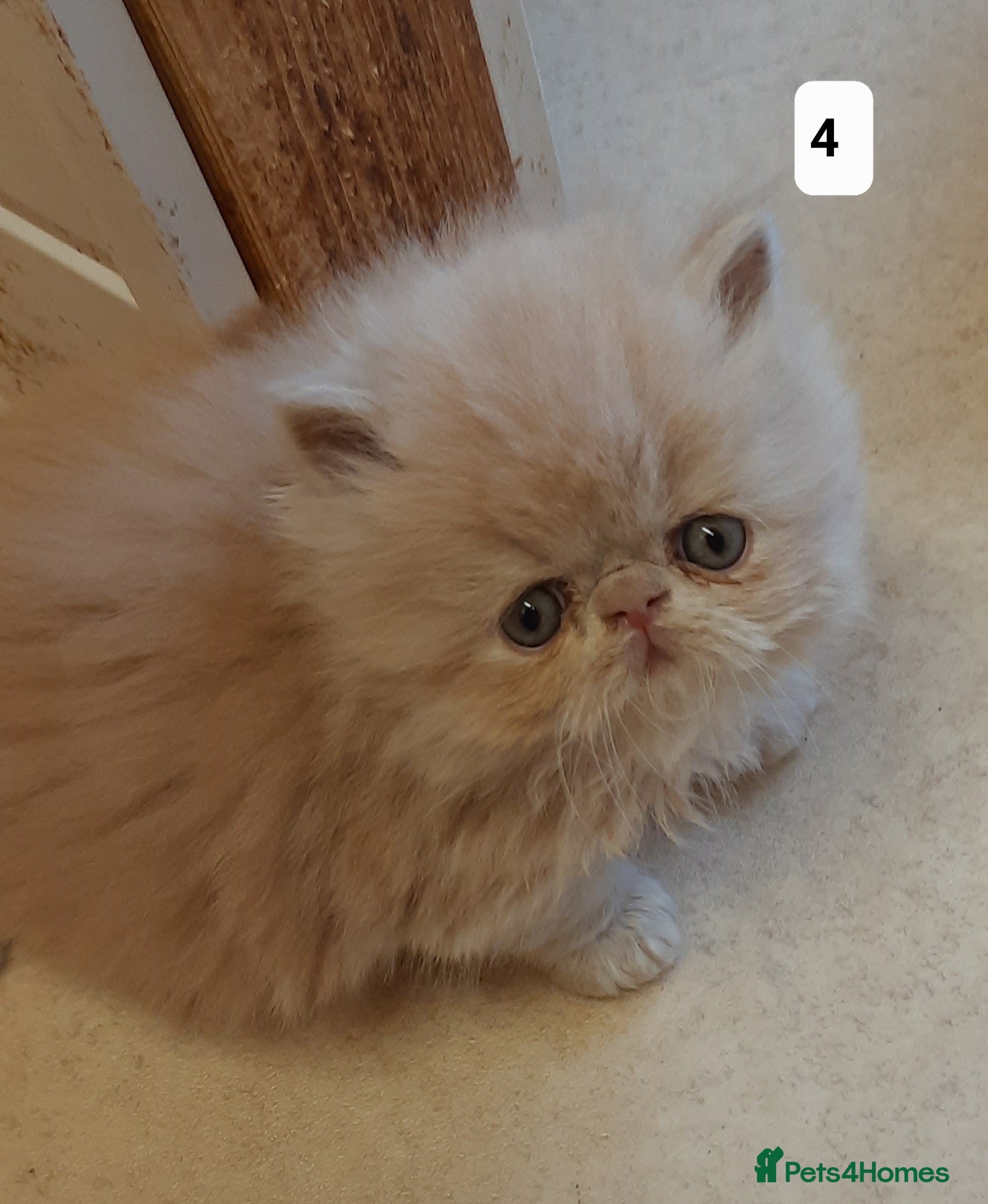 Persian cats Registered Persian kittens  - Advert 5