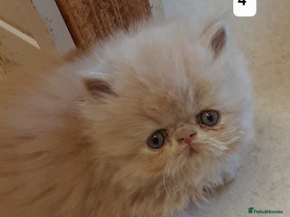 Persian cats Registered Persian kittens - Advert 1