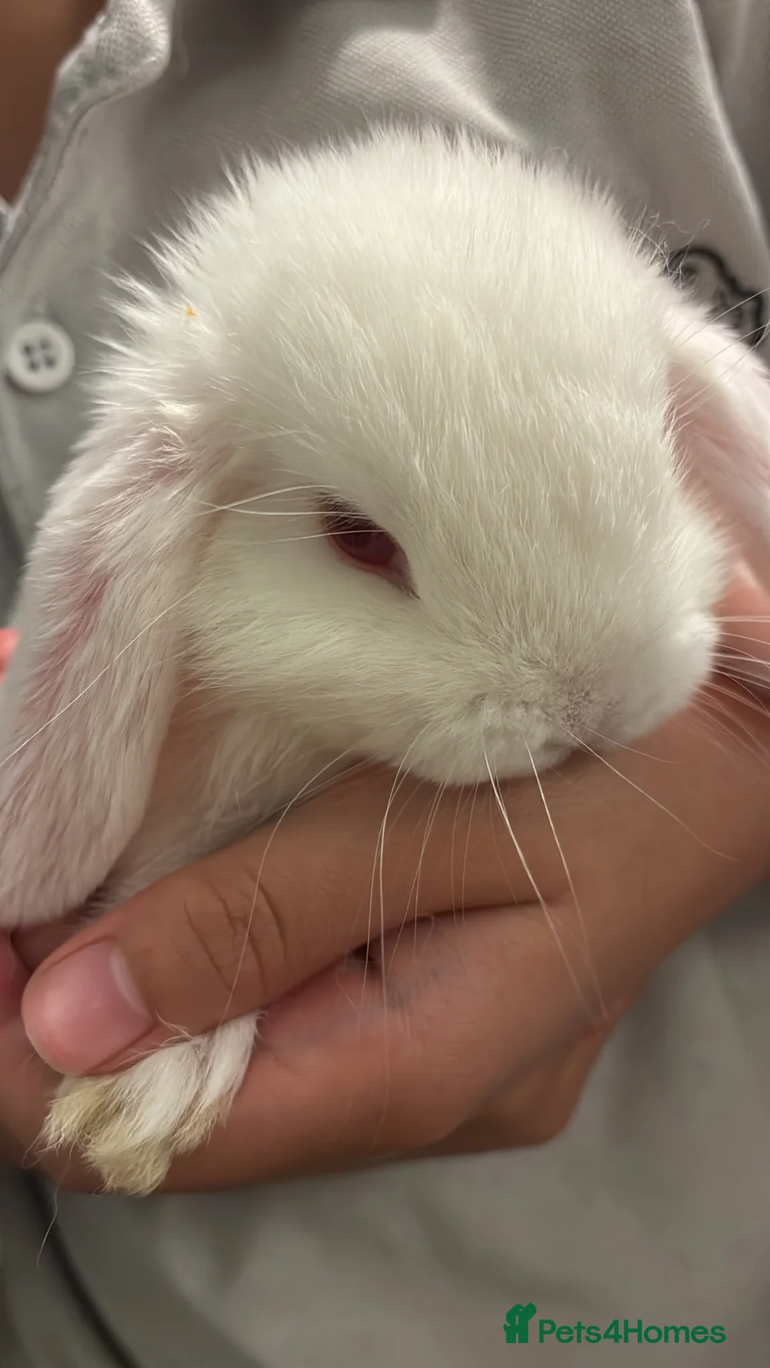 Mini Lop rabbits for sale: Healthy fluffy mini lop  - Advert 1