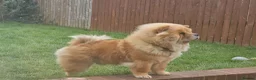 Chow Chow dogs for stud: FOR STUD - Male Chow Chow in Sheffield  - Advert 3