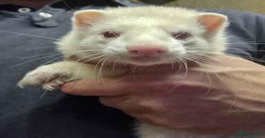 Ferret rodents - Advert 6