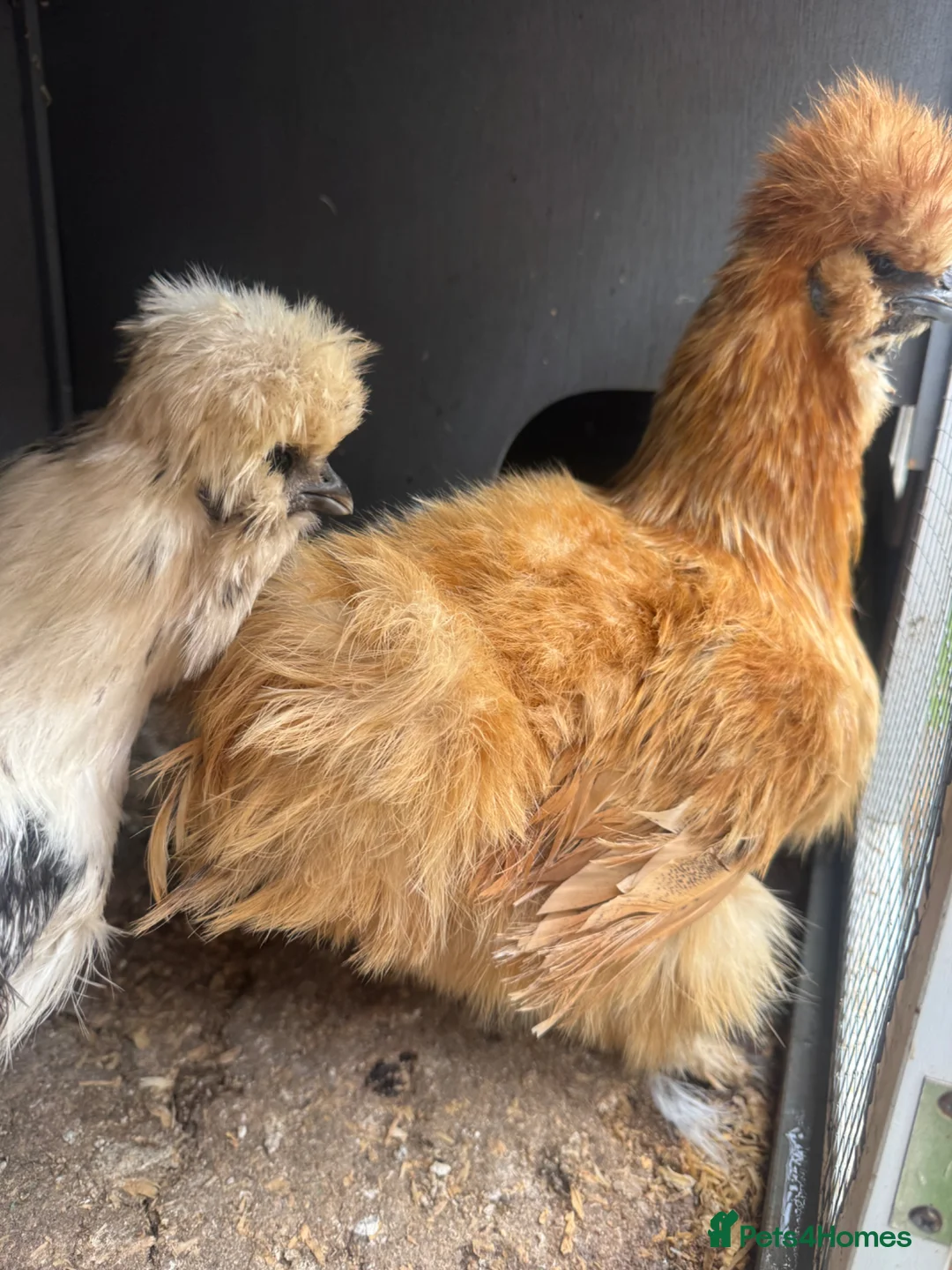 Chickens poultry for sale: Point of lay chickens for sale - Advert 2