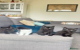 British Shorthair cats for sale: Kittens - Image 1