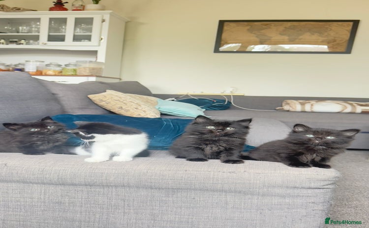 British Shorthair cats - Advert 3