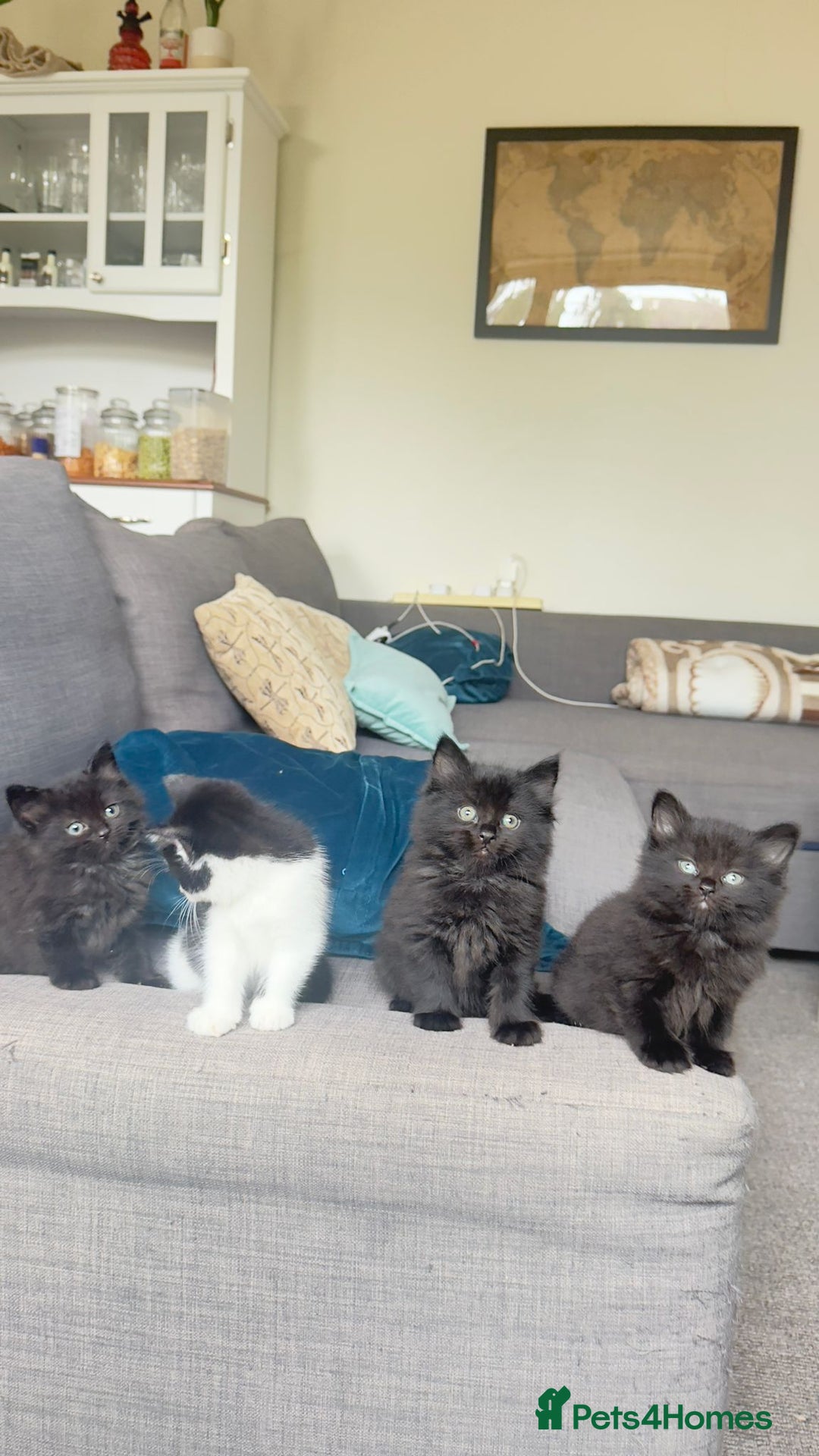 British Shorthair cats for sale: Kittens - Image 1