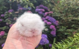 Angora rabbits for sale: 🧡Teddydwerg babies- Imported parents🧡 - Image 8