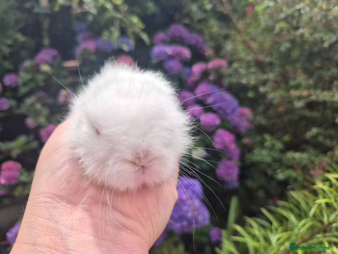 Angora rabbits for sale: 🧡Teddydwerg babies- Imported parents🧡 - Image 8