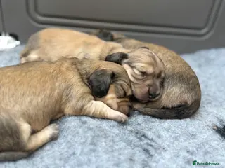 Miniature Dachshund dogs Cream Long haired miniature Dachshunds - Advert 14