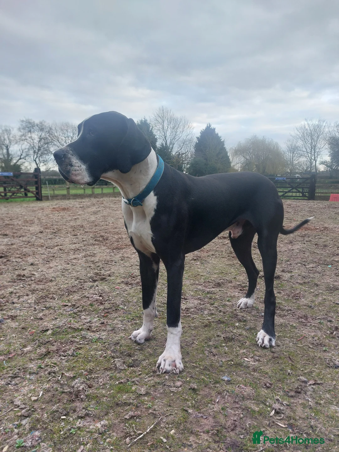 Mixed Breed dogs for sale: Adorable Bernard dane puppies for sale! in Doncaster - Advert 2