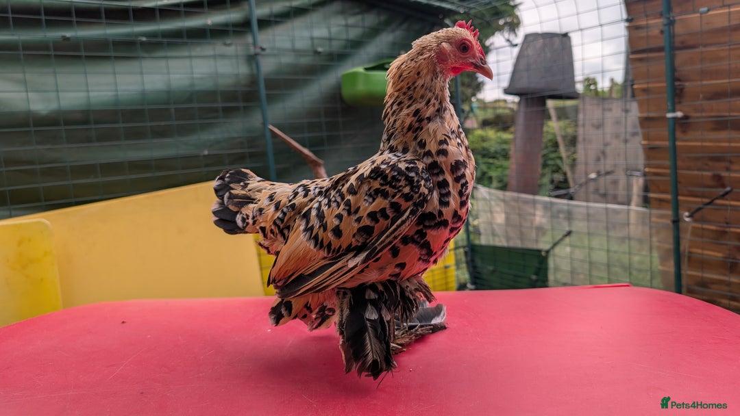Chickens poultry for sale: 7 mixed bantams hens, polish, pekin and more - Image 6